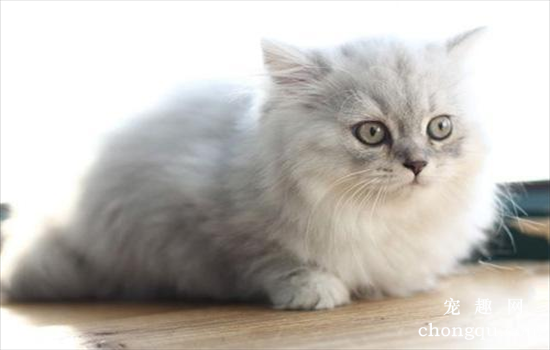 银白高地猫是什么猫？