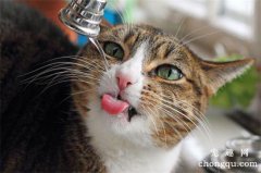 <b>宠物猫咪可以喝自来水吗?</b>