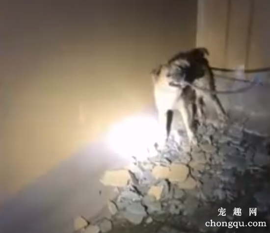 小狗在17楼边缘，淋了2天2夜的雨，爱心人士连夜救援，更可悲的是…