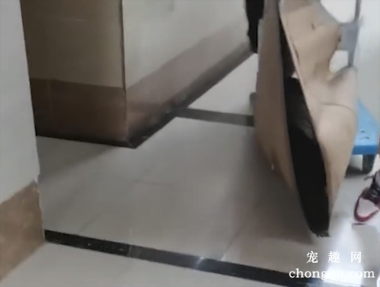 小狗在17楼边缘，淋了2天2夜的雨，爱心人士连夜救援，更可悲的是…