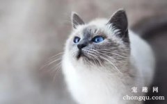 猫的牙断了还会长吗？