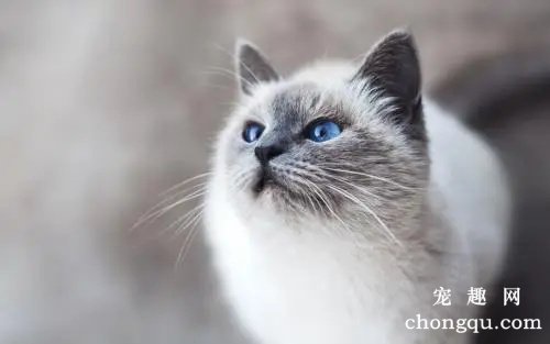猫的牙断了还会长吗