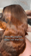 狗子的头发让网友羡慕哭了：这居然不是假发？没天理了！