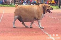 <b>小学校来了一只流浪狗，因为长得太可爱，被学生喂成了一头“牛”……</b>