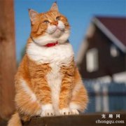 一只优雅的橘猫 ​​​