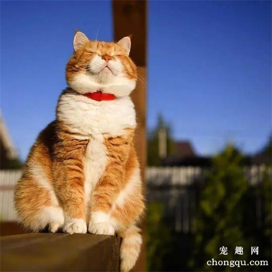 橘猫美图,橘猫萌照,橘猫摄影,橘猫图片