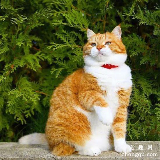 橘猫美图,橘猫萌照,橘猫摄影,橘猫图片