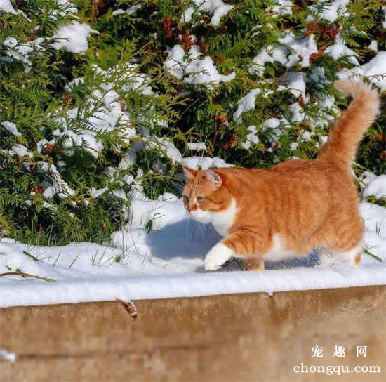 橘猫美图,橘猫萌照,橘猫摄影,橘猫图片