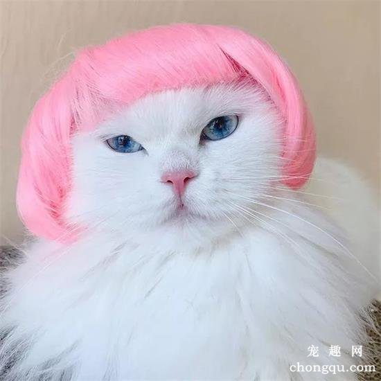 猫咪美图,猫咪萌照,猫咪摄影,猫咪图片