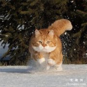 俄罗斯的雪中飞橘，是梦中情猫没错了