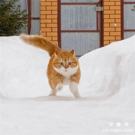 橘猫美图,橘猫萌照,橘猫摄影,橘猫图片