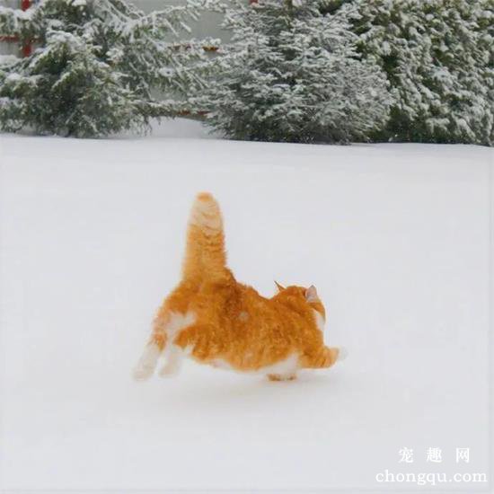 橘猫美图,橘猫萌照,橘猫摄影,橘猫图片