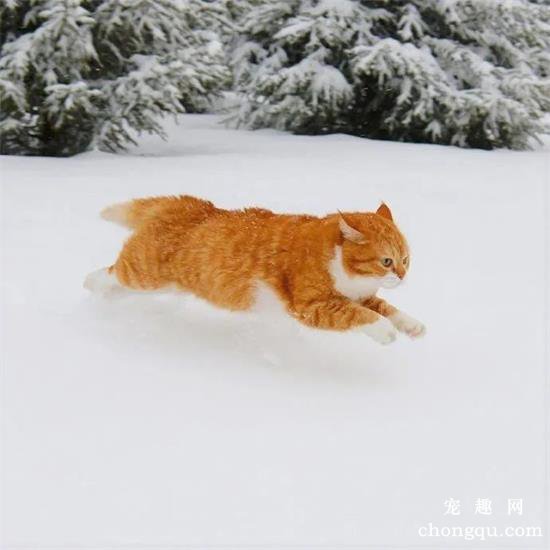 橘猫美图,橘猫萌照,橘猫摄影,橘猫图片