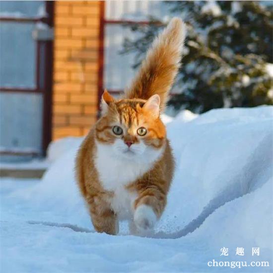 橘猫美图,橘猫萌照,橘猫摄影,橘猫图片