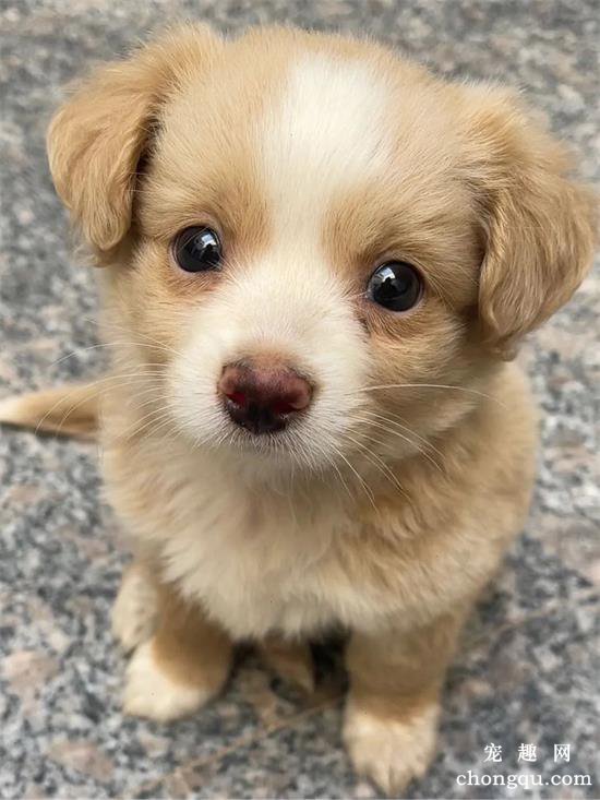 中华田园犬美图,中华田园犬萌照,中华田园犬摄影,中华田园犬图片