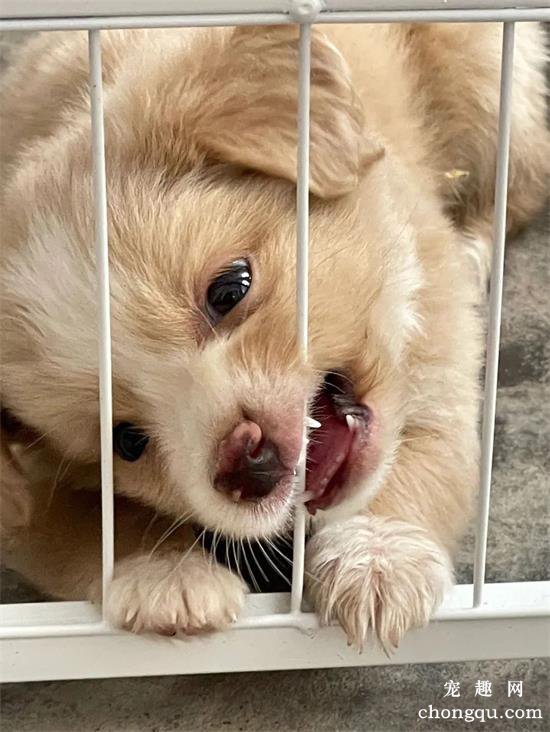 中华田园犬美图,中华田园犬萌照,中华田园犬摄影,中华田园犬图片