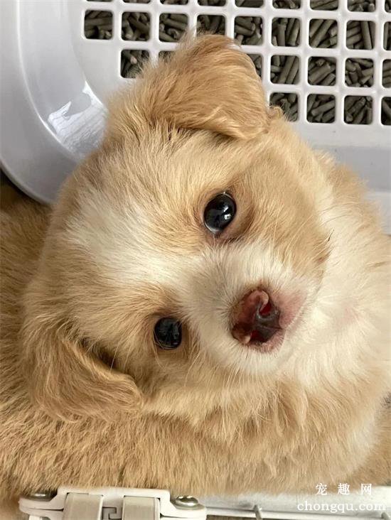 中华田园犬美图,中华田园犬萌照,中华田园犬摄影,中华田园犬图片