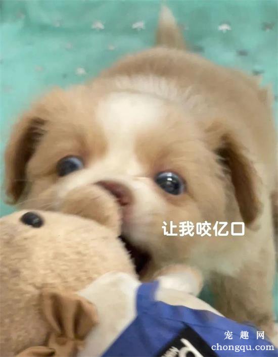 中华田园犬美图,中华田园犬萌照,中华田园犬摄影,中华田园犬图片