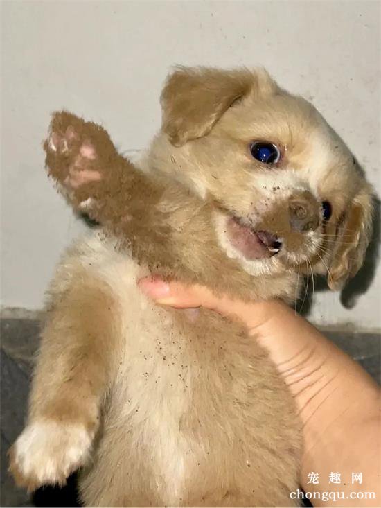 中华田园犬美图,中华田园犬萌照,中华田园犬摄影,中华田园犬图片