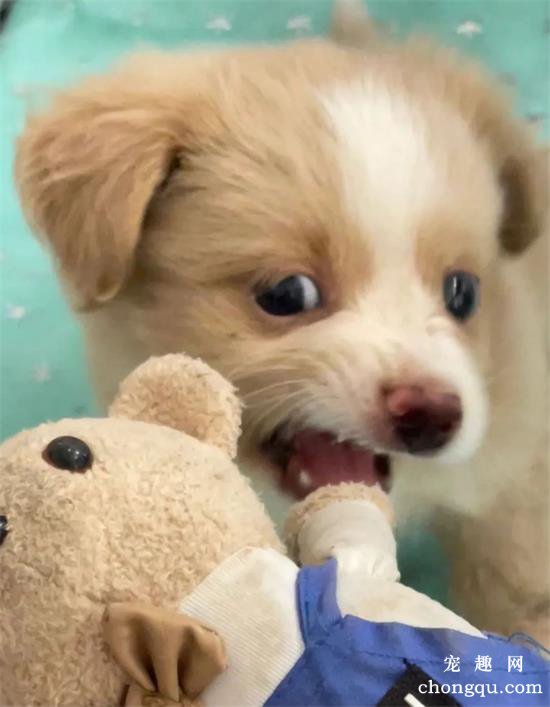 中华田园犬美图,中华田园犬萌照,中华田园犬摄影,中华田园犬图片