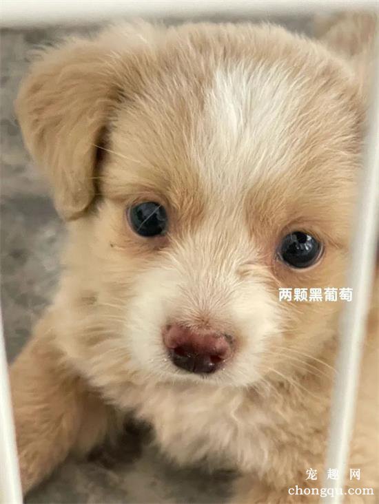 中华田园犬美图,中华田园犬萌照,中华田园犬摄影,中华田园犬图片