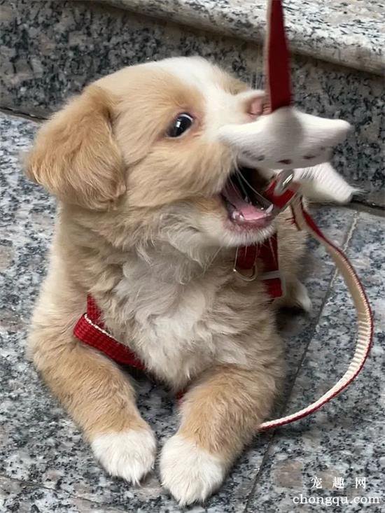 中华田园犬美图,中华田园犬萌照,中华田园犬摄影,中华田园犬图片