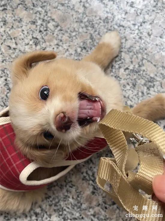 中华田园犬美图,中华田园犬萌照,中华田园犬摄影,中华田园犬图片