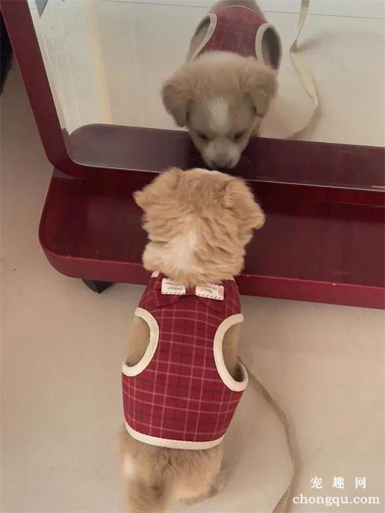 中华田园犬美图,中华田园犬萌照,中华田园犬摄影,中华田园犬图片