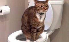 <b>宠物猫排便次数少正常吗(宠物猫正常一天拉几次大便)</b>