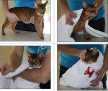 <b>给猫咪喂药的技巧和方法</b>