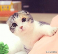 <b>苏格兰折耳猫如何饲养？</b>