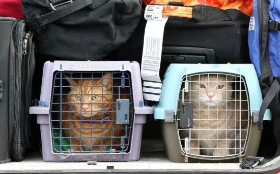 宠物猫空运之前需要注意些什么？