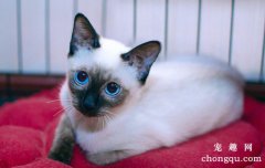 <b>猫拉屎为什么要埋起来？</b>