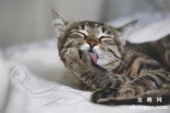 <b>猫咪总是舔毛是什么原因？</b>