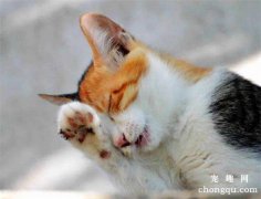 <b>猫咳嗽的症状以及解决办法</b>