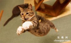 <b>猫咪不喜欢运动怎么办？</b>