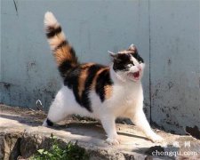 猫咪摇尾巴是表示什么意思？