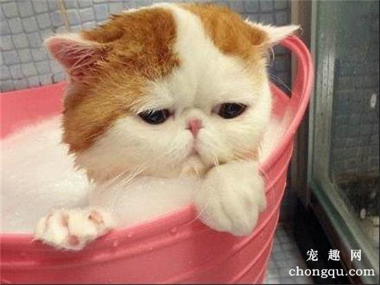 加菲猫打喷嚏还流眼泪正常吗？