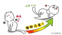 <b>猫咪越养越瘦是什么原因？</b>