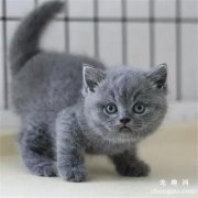 <b>小猫肚子胀得像气球怎么回事?</b>