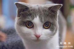 <b>猫绝育就停止发腮了吗？</b>