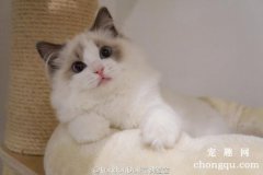 <b>刚断奶的猫咪怎么喂养？</b>