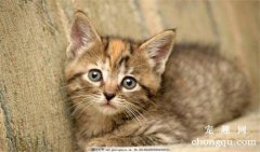 <b>大猫给新来的小猫舔毛怎么回事？</b>