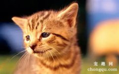 <b>猫到了新环境躲着不出来怎么办？</b>