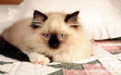 <b>猫老吃一种猫粮会腻吗</b>