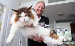 <b>猫咪母鸡蹲是怎么回事？</b>
