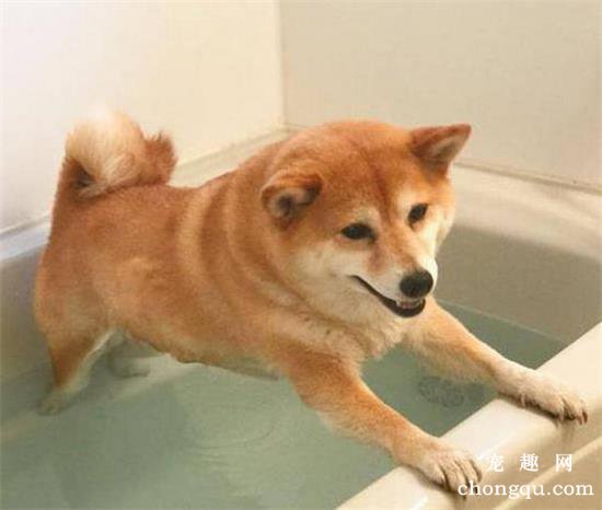 如何护理狗狗屁股？