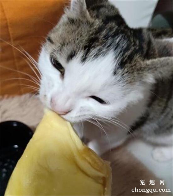猫可以吃榴莲吗?