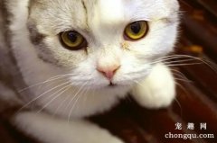 <b>猫咪眼屎怎么清理干净？</b>