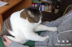 猫咪到了一个新环境怎样习惯